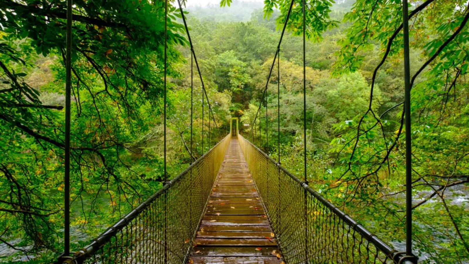 Bosque gallego en otoño, tierra de meigas y leyendas